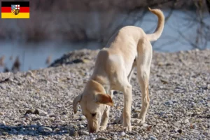 Lee más sobre el artículo Kritikos Lagonikos criador y cachorros en Sarre