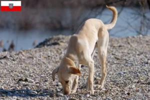 Lee más sobre el artículo Criadores y cachorros de Kritikos Lagonikos en Turingia