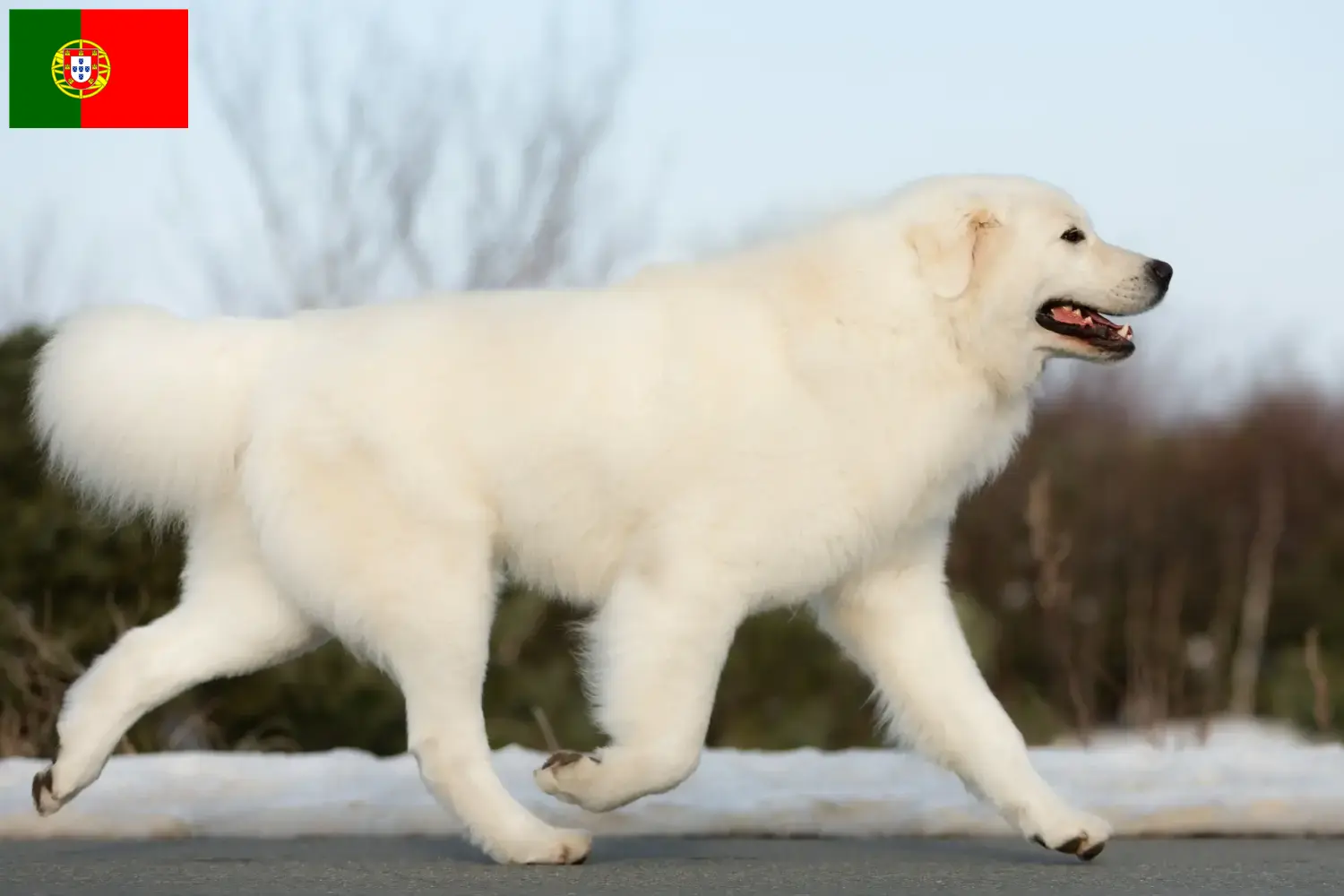 Lee más sobre el artículo Criadores de perros pastor de los Abruzos de Maremma y cachorros en Portugal