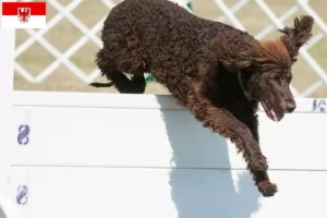 Lee más sobre el artículo Criadores de Irish Water Spaniel y cachorros en Brandenburgo