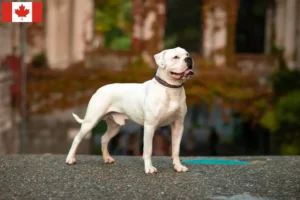 Lee más sobre el artículo Criadores de Bulldog Americano y cachorros en Canadá