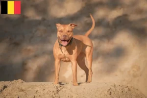 Lee más sobre el artículo Criadores y cachorros de American Pit Bull Terrier en Bélgica