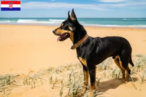 Lee más sobre el artículo Criadores de Australian Kelpie y cachorros en Croacia