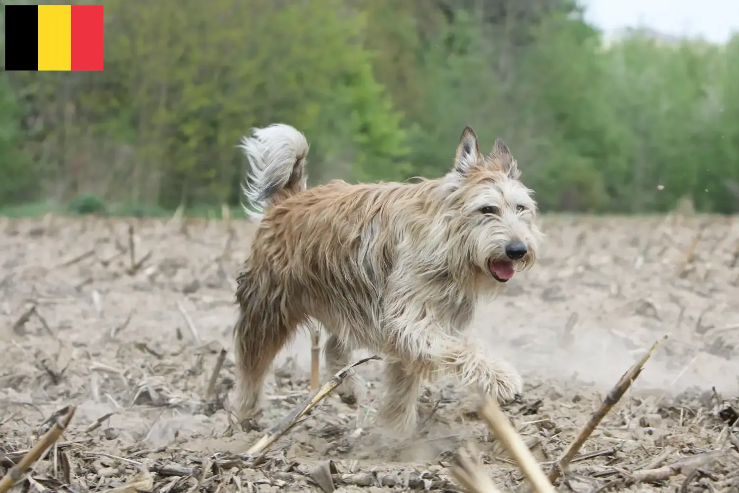 Lee más sobre el artículo Criadores y cachorros de Berger de Picardie en Bélgica