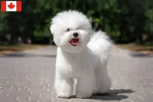 Lee más sobre el artículo Criadores y cachorros de Bichon Frisé en Canadá