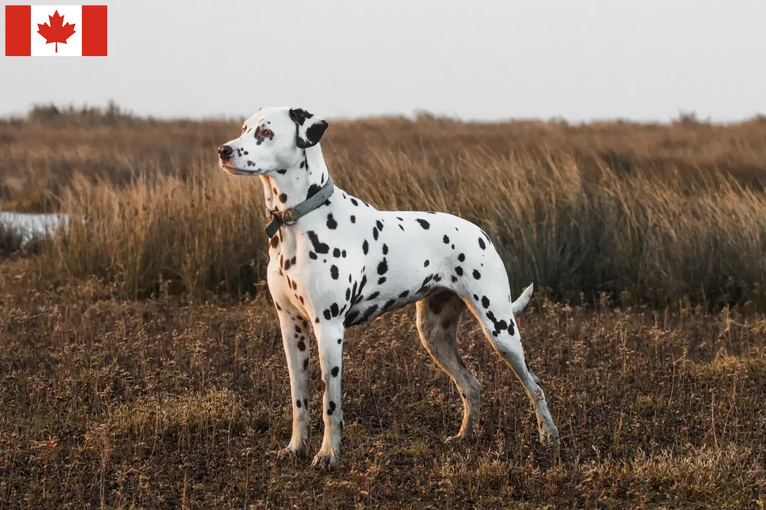 Lee más sobre el artículo Criadores de dálmatas y cachorros en Canadá