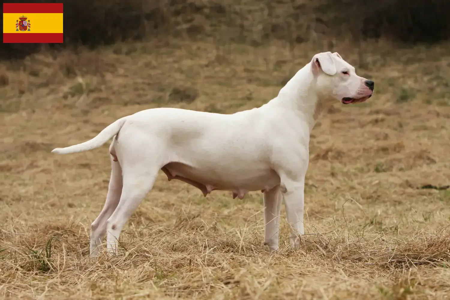 Lee más sobre el artículo Criadores y cachorros de Dogo Argentino en España