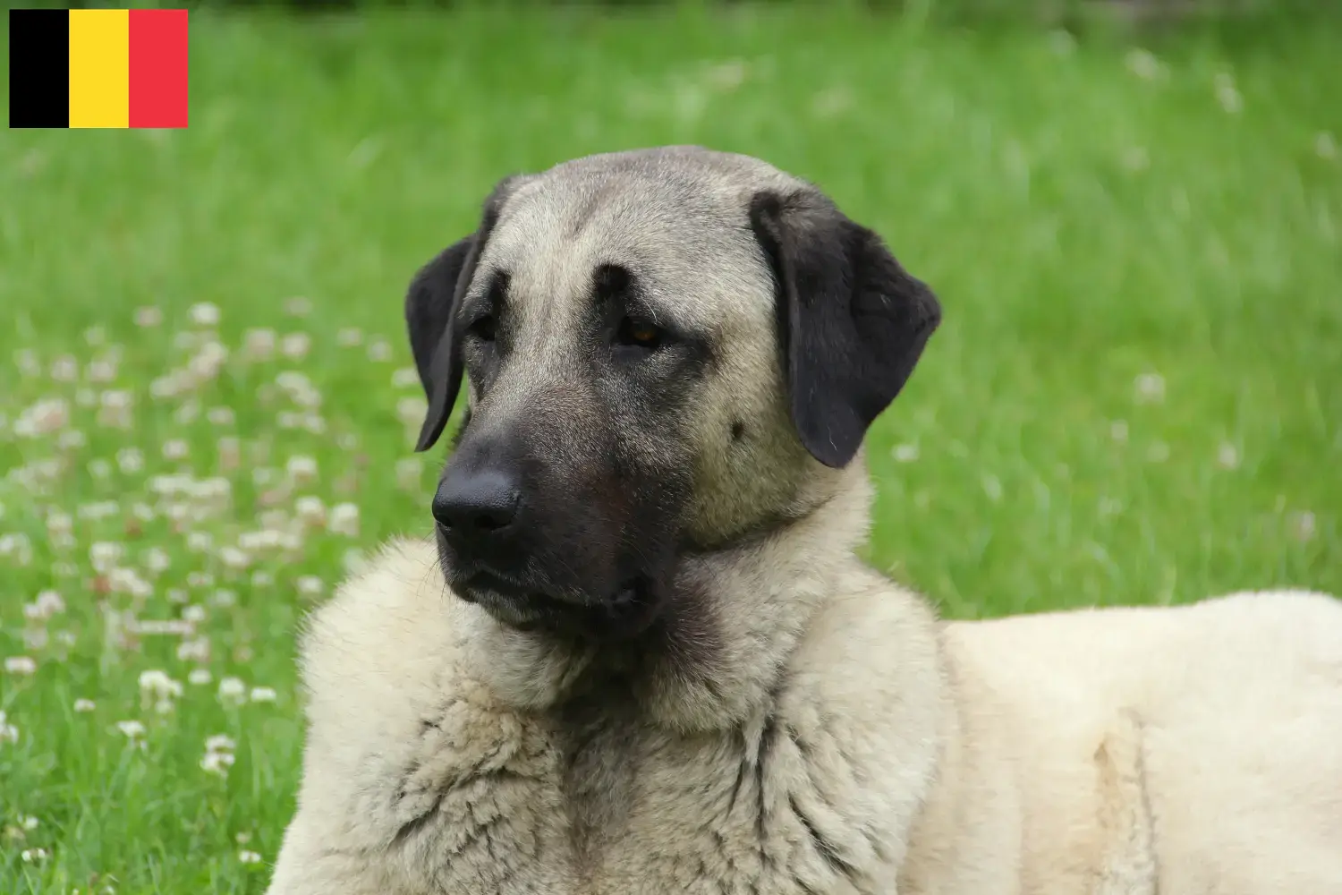 Lee más sobre el artículo Criadores y cachorros de Kangal en Bélgica