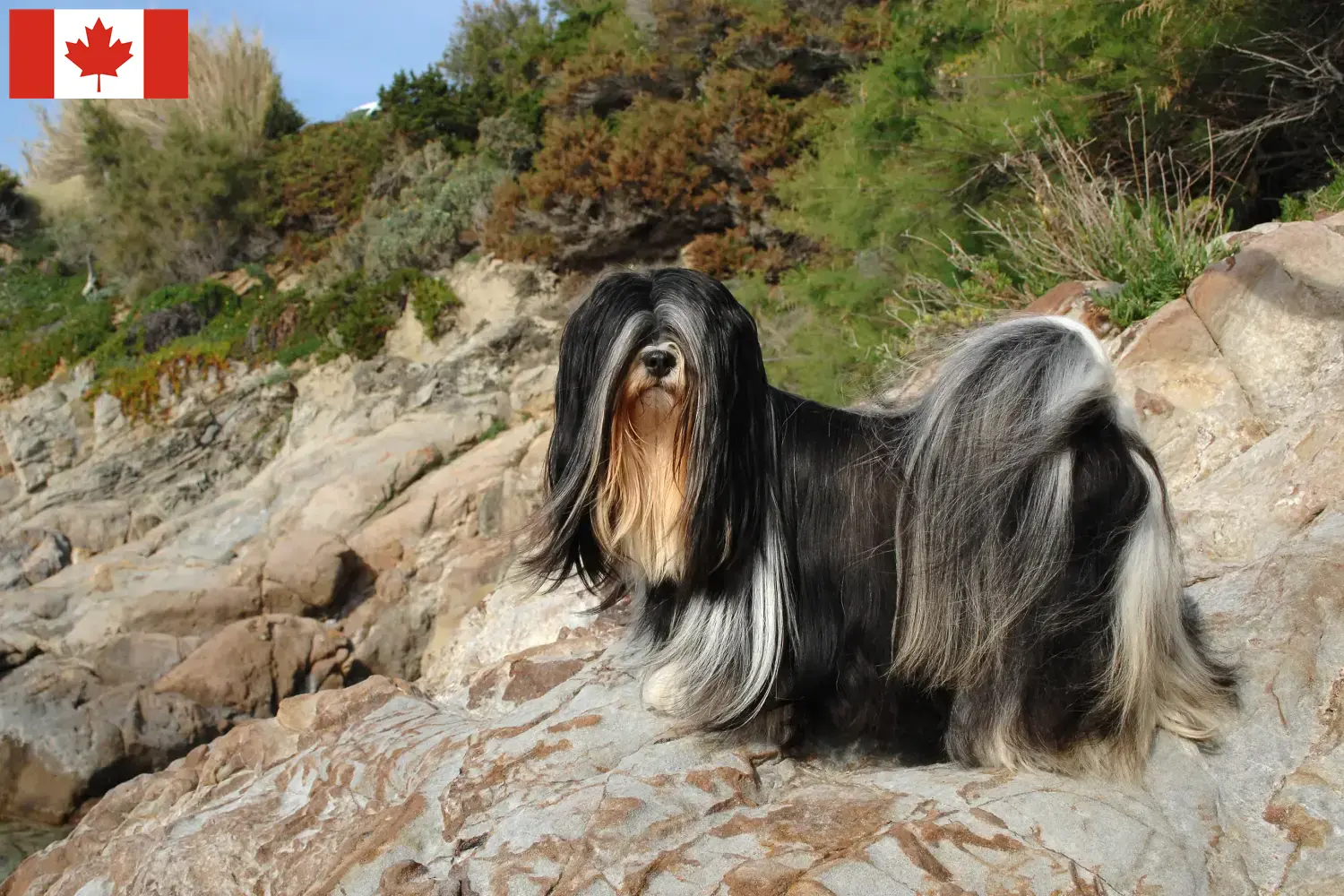 Lee más sobre el artículo Criadores de Lhasa Apso y cachorros en Canadá