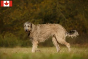 Lee más sobre el artículo Criadores y cachorros de Irish Wolfhound en Canadá