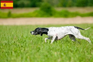 Lee más sobre el artículo Criadores y cachorros de Pointer Inglés en España