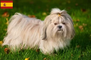 Lee más sobre el artículo Criadores de Shih Tzu y cachorros en España