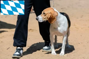 Lee más sobre el artículo Criador de perros suizos de llanura y cachorros en Baviera