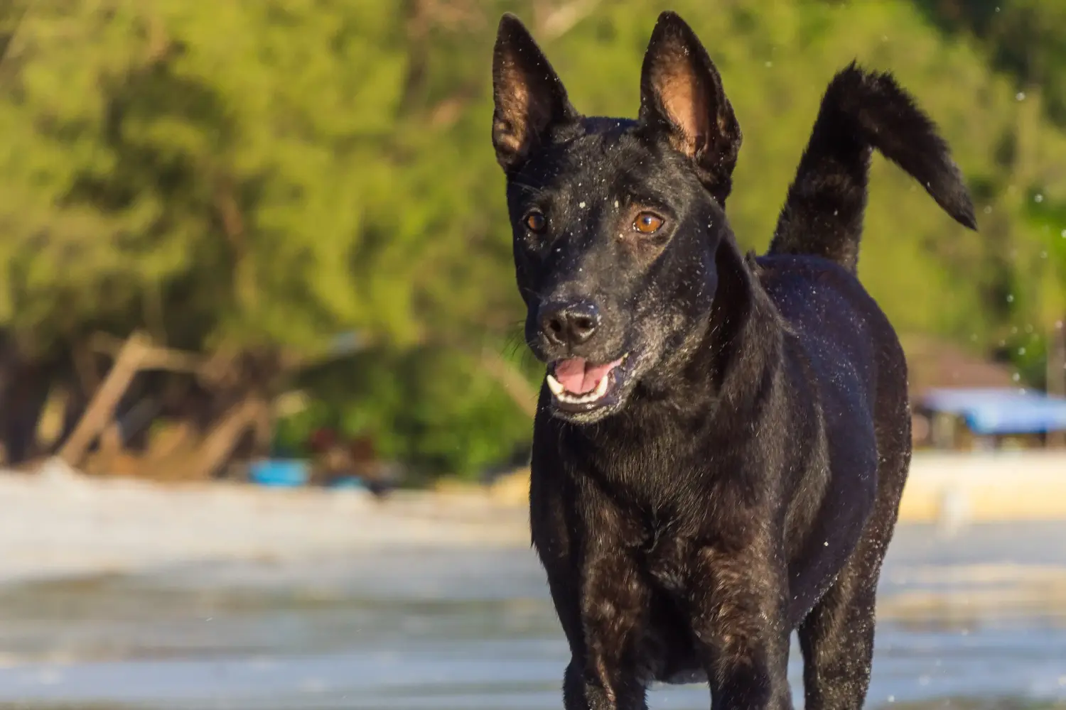 Lee más sobre el artículo Taiwan criador de perros