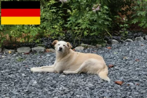 Lee más sobre el artículo Criadores de Aidi y cachorros en Alemania