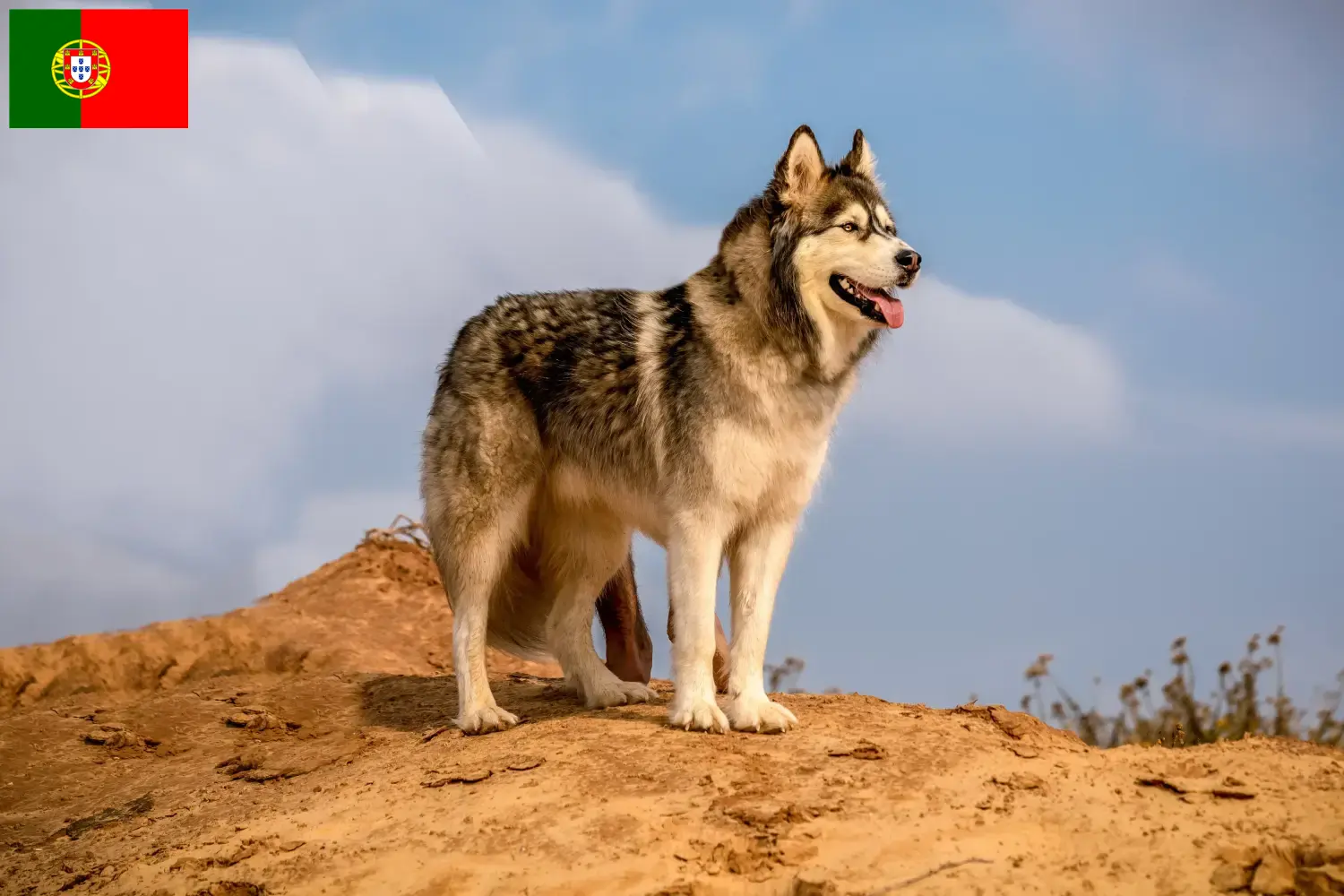 Lee más sobre el artículo Criadores y cachorros de Alaskan Malamute en Portugal