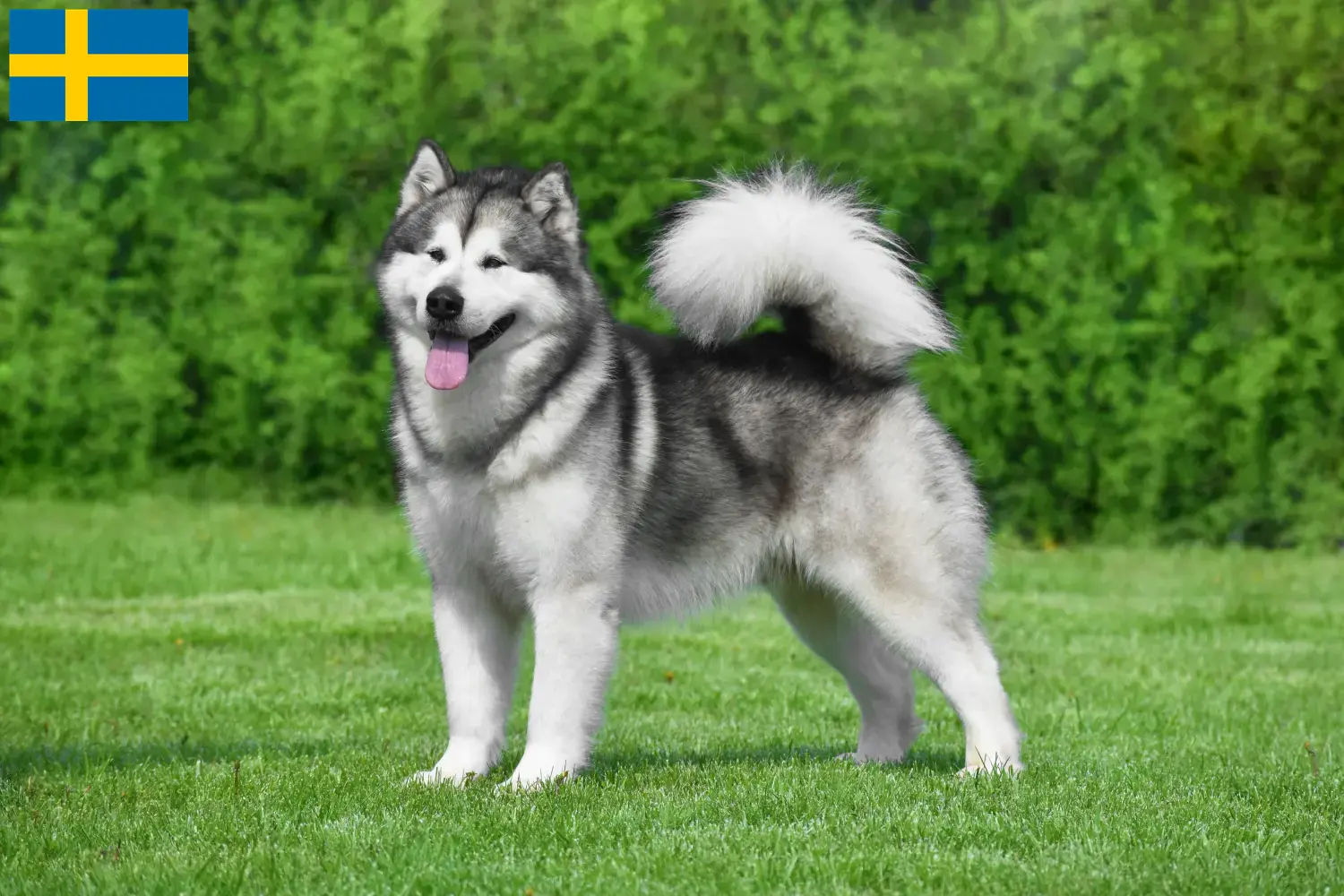 Lee más sobre el artículo Criadores y cachorros de Alaskan Malamute en Suecia