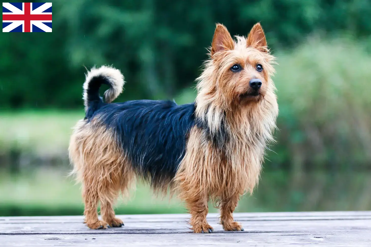 Lee más sobre el artículo Criadores y cachorros de Australian Terrier en Gran Bretaña