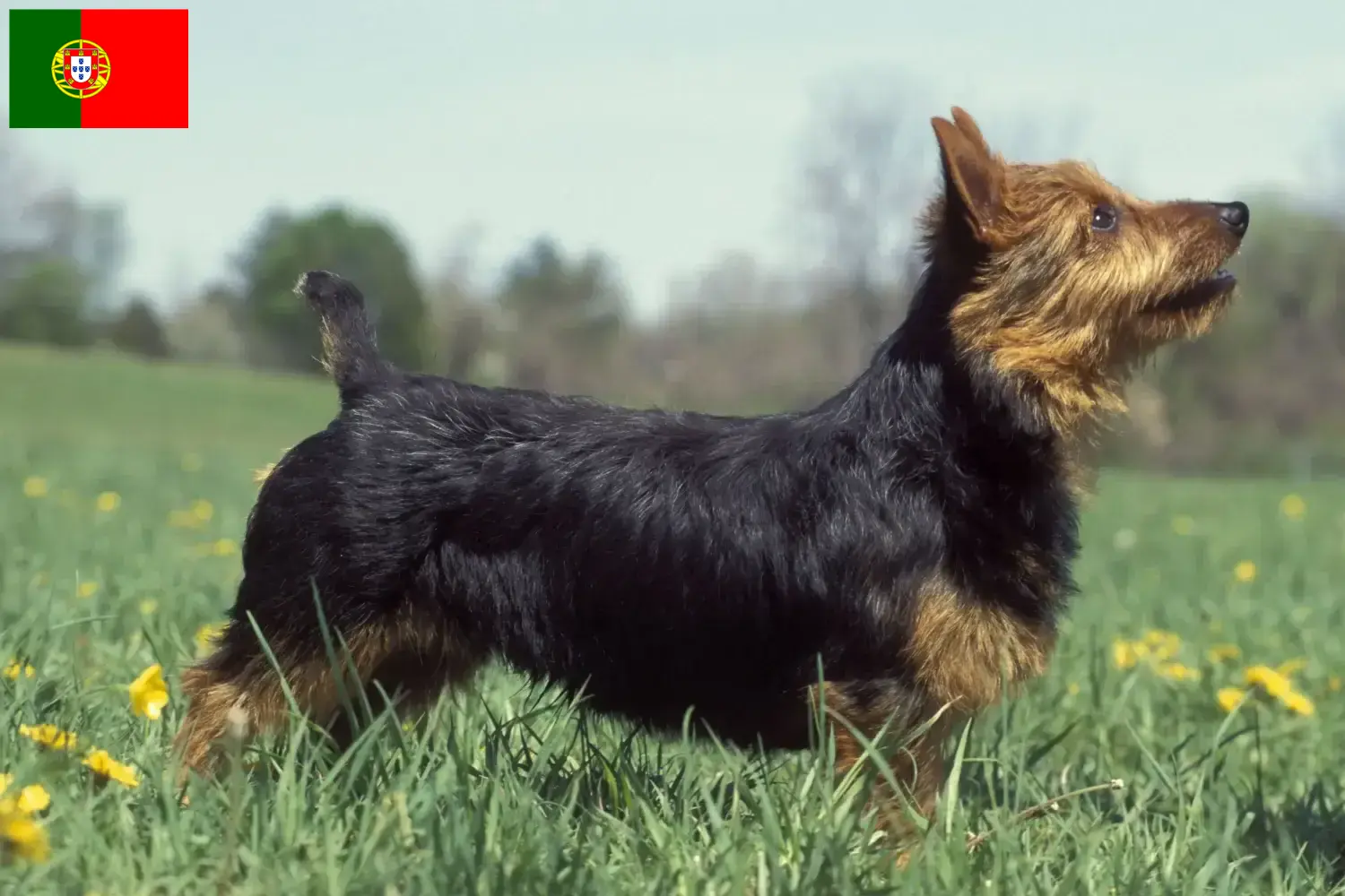 Lee más sobre el artículo Criadores y cachorros de Australian Terrier en Portugal