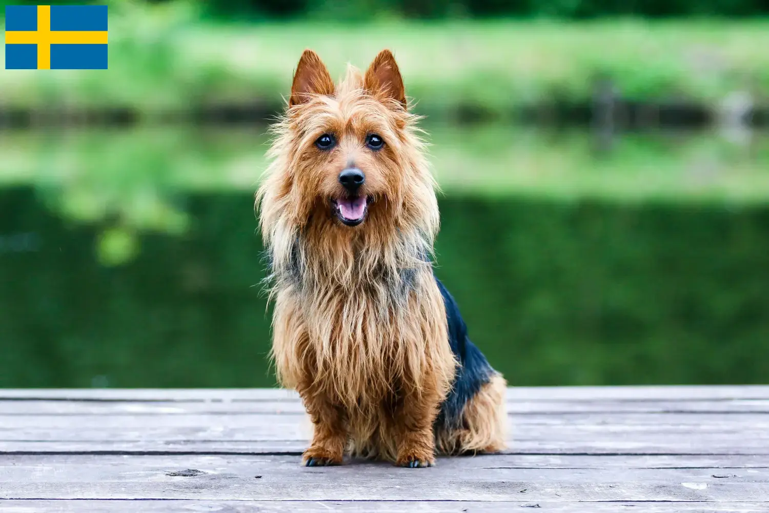 Lee más sobre el artículo Criadores y cachorros de Australian Terrier en Suecia