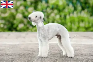 Lee más sobre el artículo Criadores y cachorros de Bedlington Terrier en Gran Bretaña