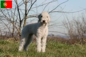 Lee más sobre el artículo Criadores y cachorros de Bedlington Terrier en Portugal