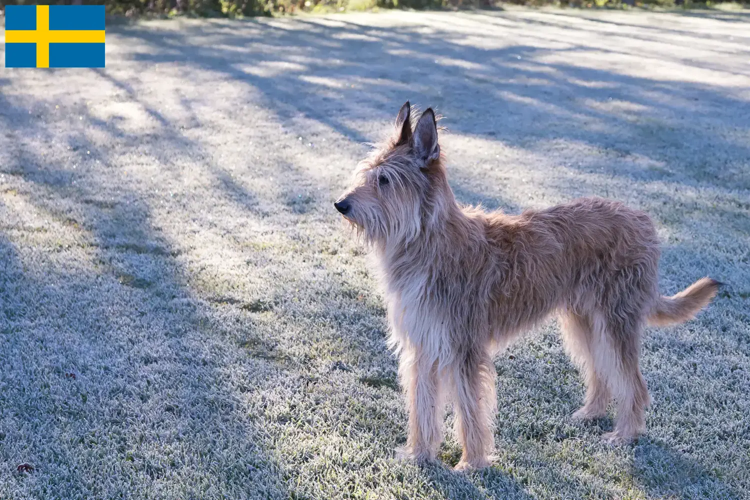 Lee más sobre el artículo Criadores y cachorros de Berger de Picardie en Suecia