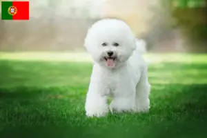 Lee más sobre el artículo Criadores y cachorros de Bichon Frisé en Portugal