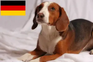 Lee más sobre el artículo Criadores de Bracke alemán y cachorros en Alemania