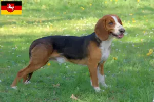 Lee más sobre el artículo Criadores de Bracke alemán y cachorros en Baja Sajonia