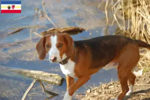 Lee más sobre el artículo Criadores de Bracke alemán y cachorros en Mecklemburgo-Pomerania Occidental