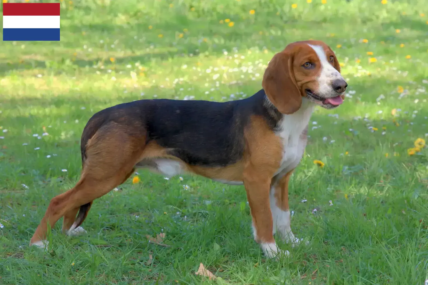 Lee más sobre el artículo Criadores de Bracke alemán y cachorros en los Países Bajos