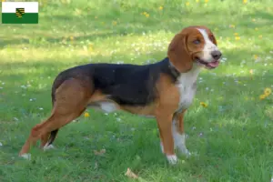 Lee más sobre el artículo Criadores de Bracke alemán y cachorros en Sajonia