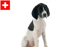 Lee más sobre el artículo Braque d’Auvergne criadores y cachorros en Suiza