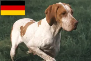 Lee más sobre el artículo Criadores y cachorros de Braque de l’Ariège en Alemania