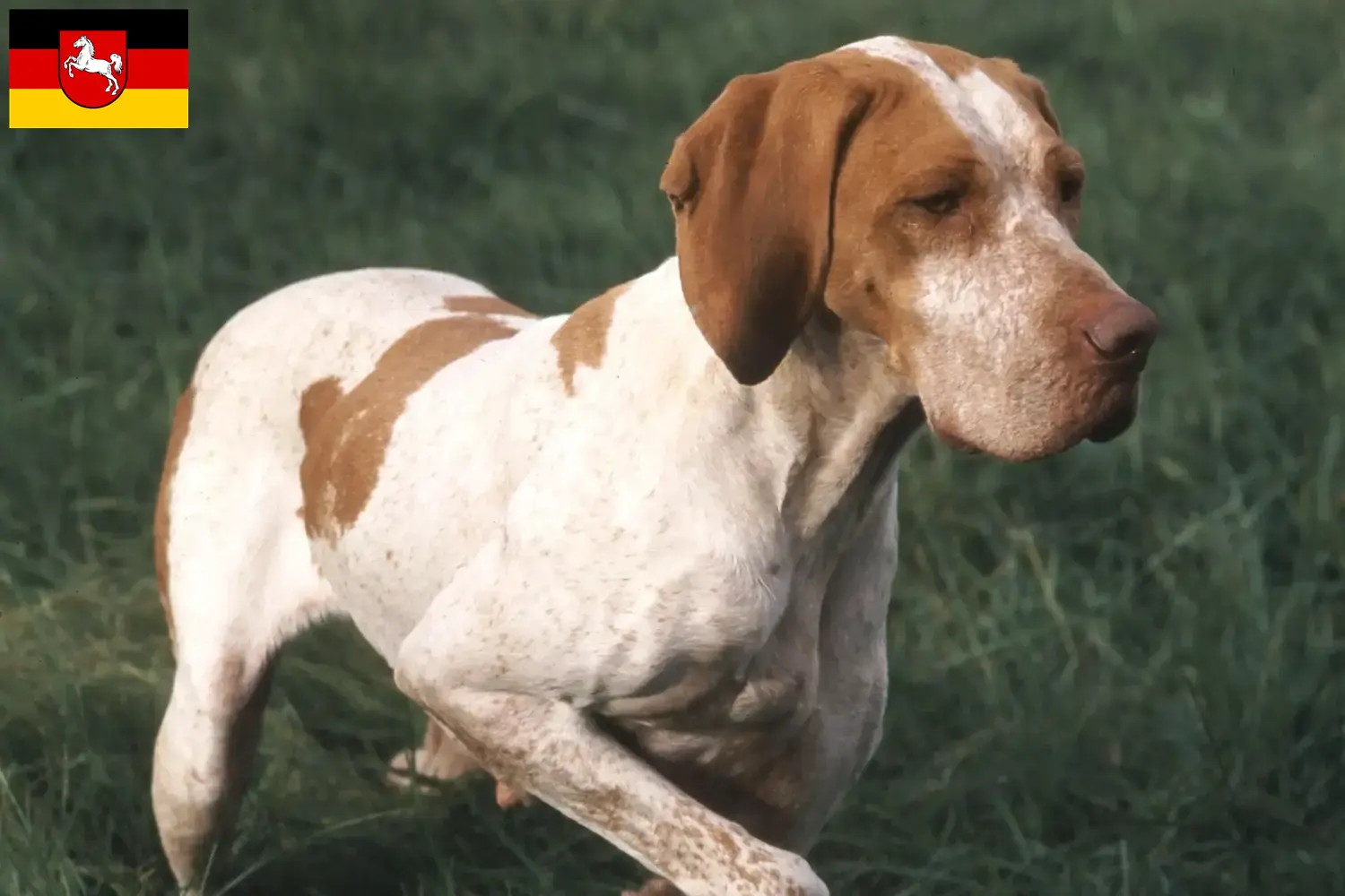 Lee más sobre el artículo Criadores y cachorros de Braque de l’Ariège en Baja Sajonia