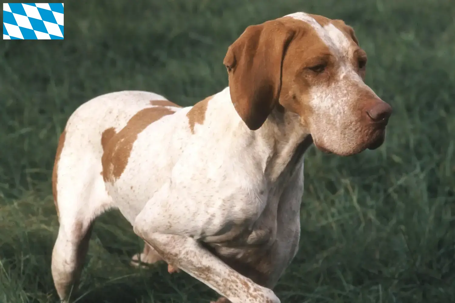 Lee más sobre el artículo Criadores y cachorros de Braque de l’Ariège en Baviera