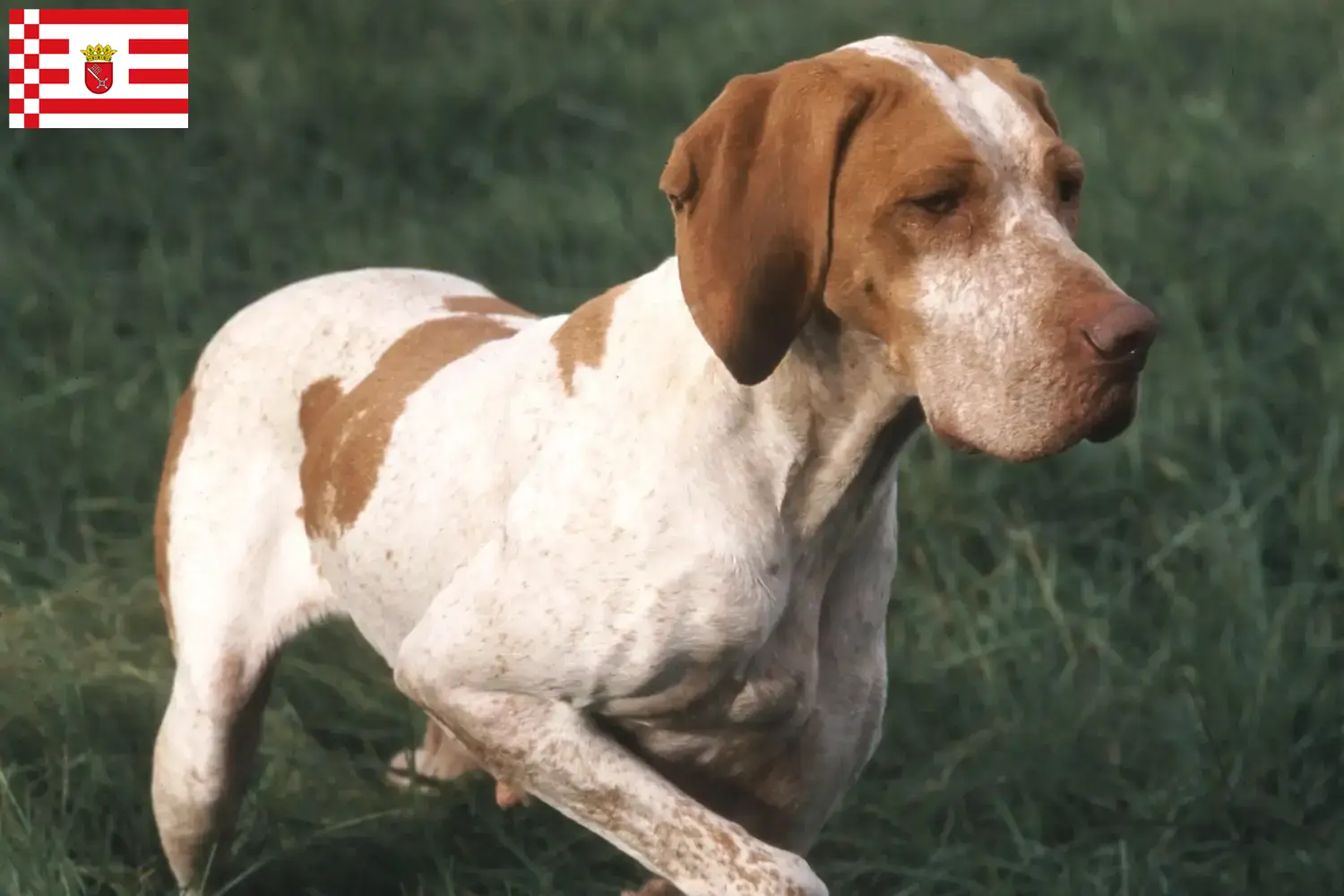 Lee más sobre el artículo Criadores y cachorros de Braque de l’Ariège en Bremen