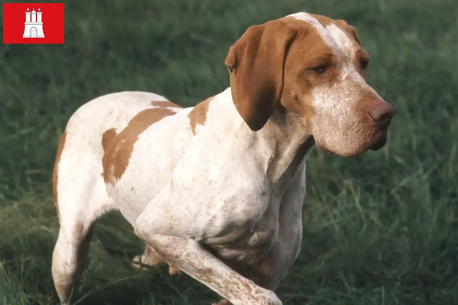 Lee más sobre el artículo Criadores y cachorros de Braque de l’Ariège en Hamburgo