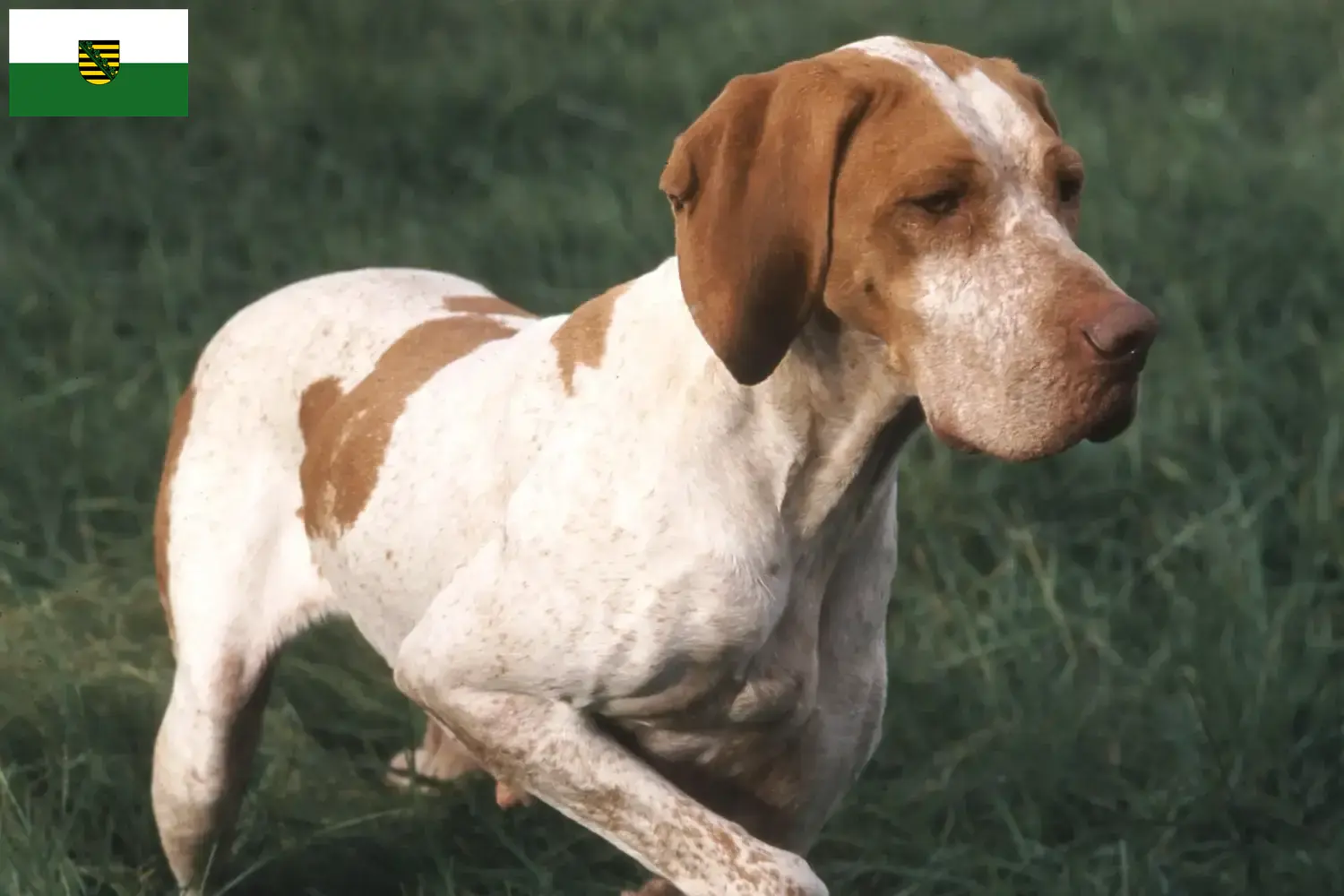 Lee más sobre el artículo Criadores y cachorros de Braque de l’Ariège en Sajonia