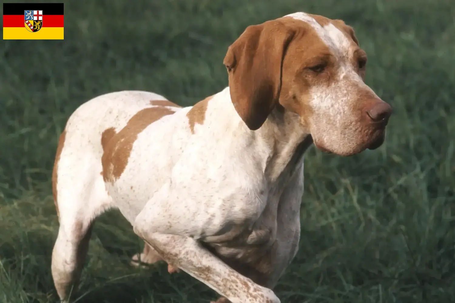 Lee más sobre el artículo Criadores y cachorros de Braque de l’Ariège en Sarre