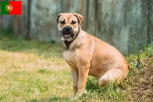 Lee más sobre el artículo Ca de Bou criadores y cachorros en Portugal