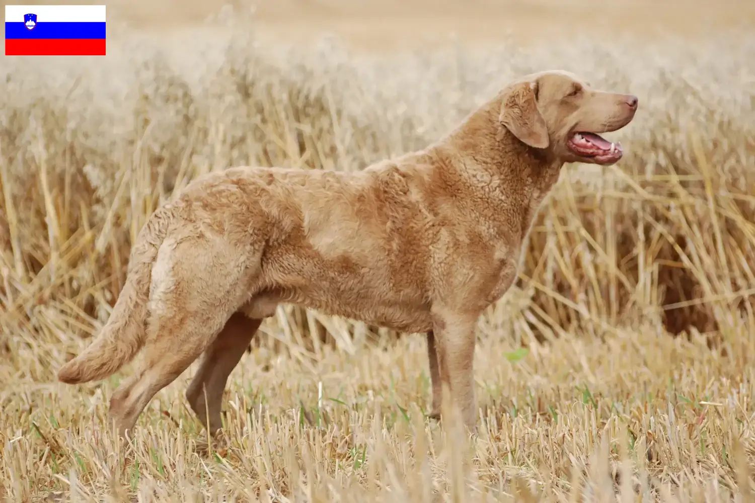 Lee más sobre el artículo Criadores de Chesapeake Bay Retriever y cachorros en Eslovenia