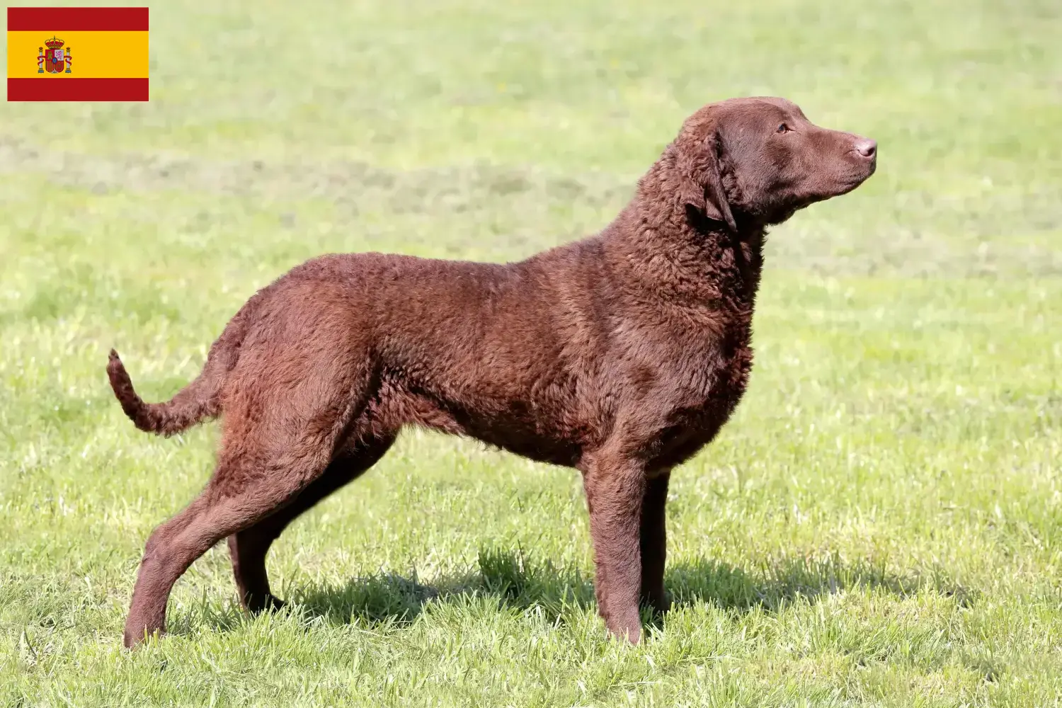 Lee más sobre el artículo Criadores y cachorros de Chesapeake Bay Retriever en España