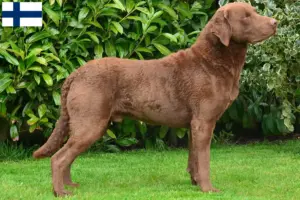 Lee más sobre el artículo Criadores de Chesapeake Bay Retriever y cachorros en Finlandia