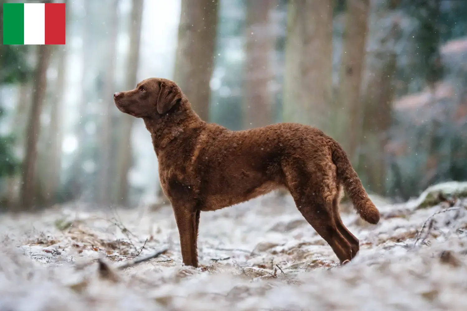 Lee más sobre el artículo Criadores y cachorros de Chesapeake Bay Retriever en Italia