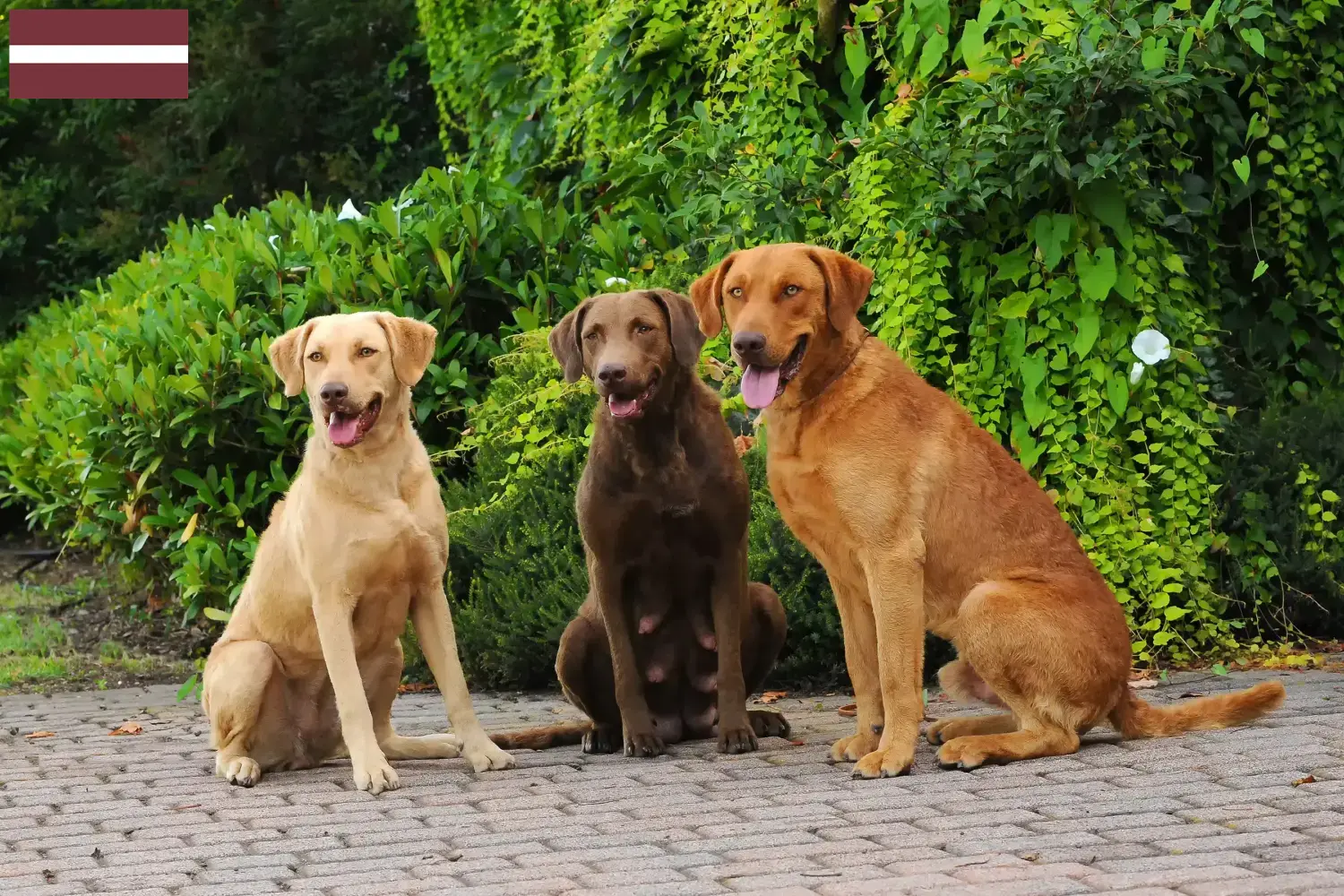 Lee más sobre el artículo Criadores y cachorros de Chesapeake Bay Retriever en Letonia