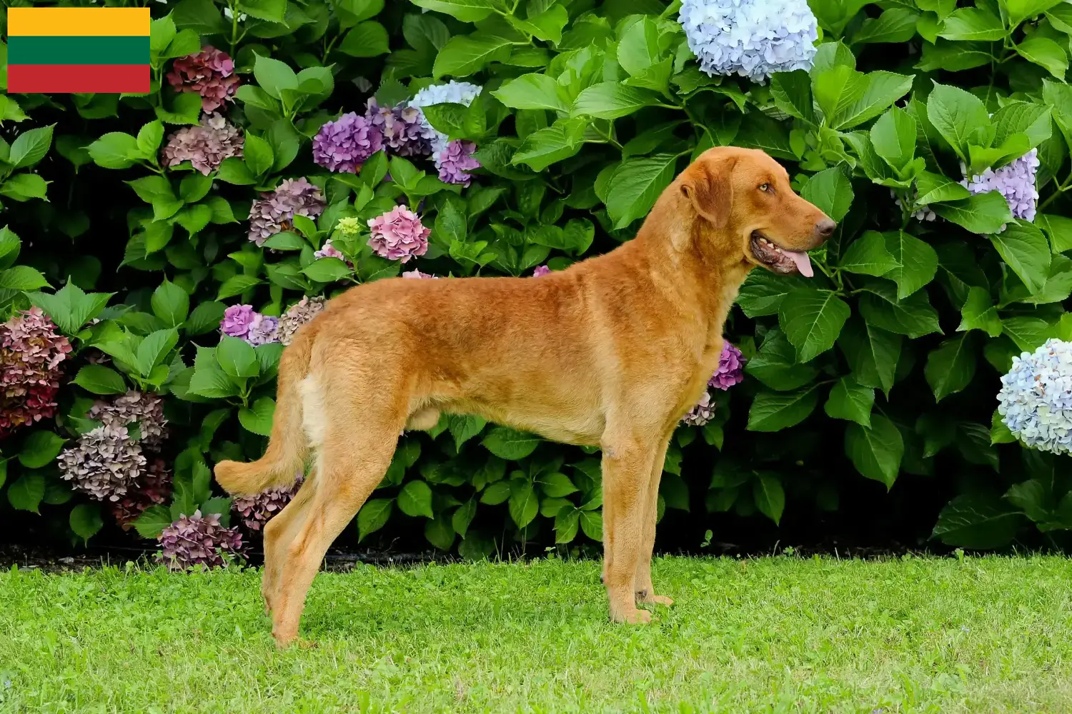 Lee más sobre el artículo Criadores de Chesapeake Bay Retriever y cachorros en Lituania