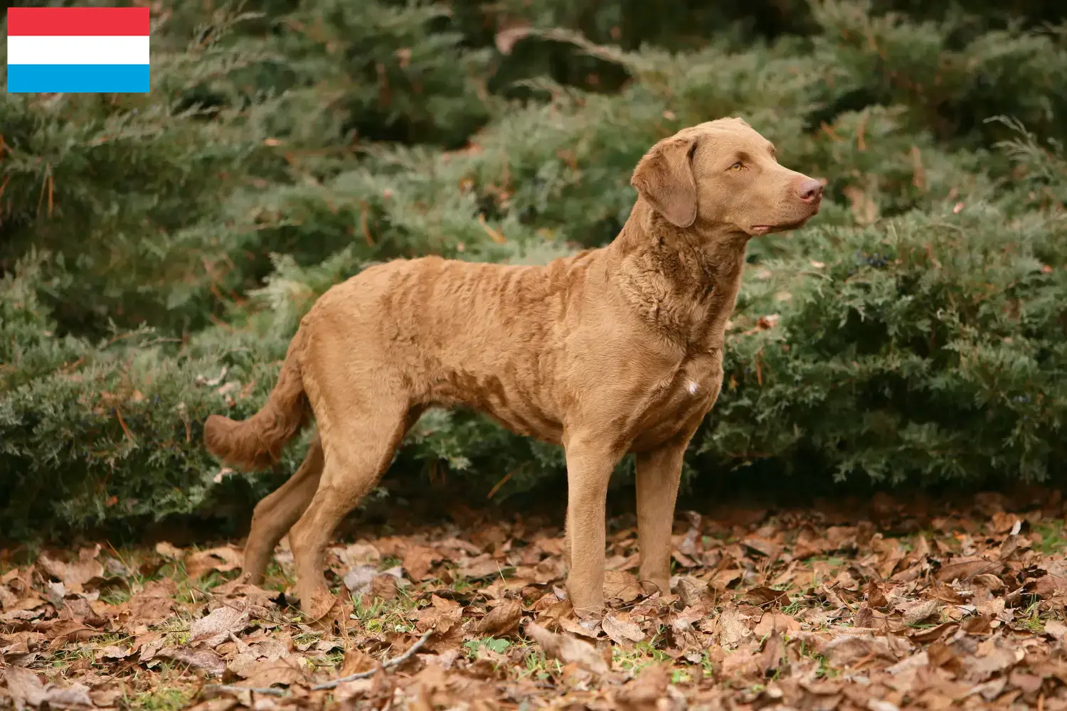 Lee más sobre el artículo Criadores de Chesapeake Bay Retriever y cachorros en Luxemburgo