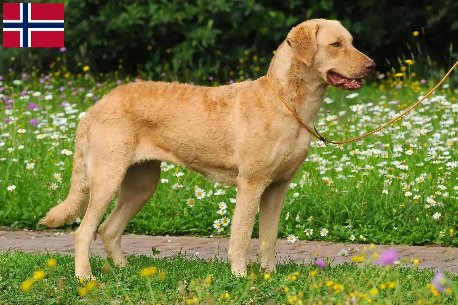 Lee más sobre el artículo Criadores de Chesapeake Bay Retriever y cachorros en Noruega